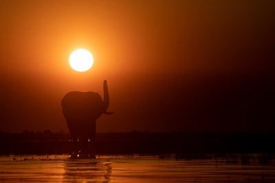 The Chobe Salute
