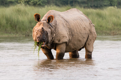 The Ancient Grazer