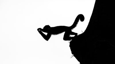 Make the Leap