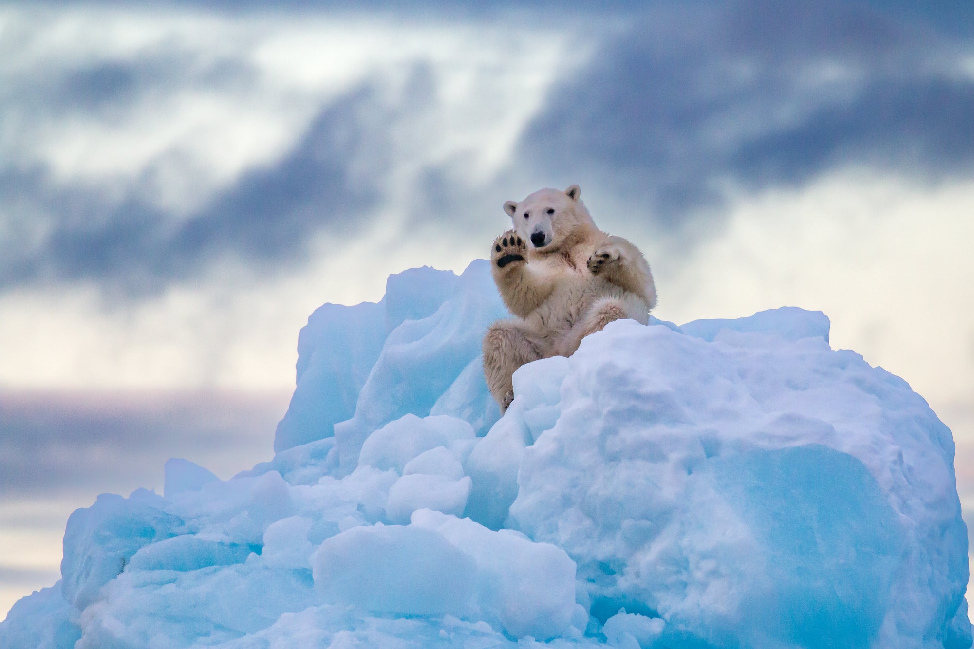 King of Ice
