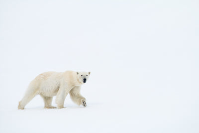 Arctic Canvas
